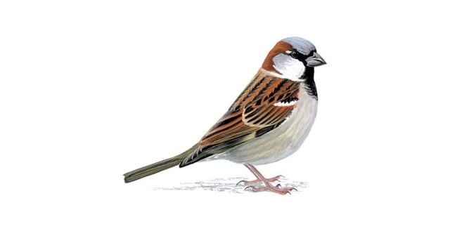 House Sparrow “UMAYADI”
